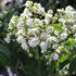 Heptacodium miconioides.JPG