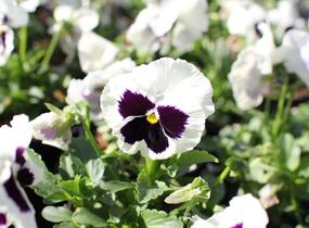 Violka, maceška zahradní 'Carneval White with Blotch' - Viola wittrockiana 'Carneval White with Blotch'