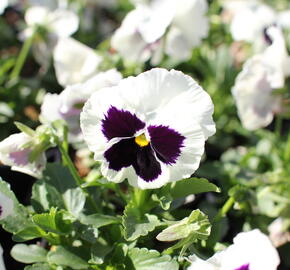 Violka, maceška zahradní 'Carneval White with Blotch' - Viola wittrockiana 'Carneval White with Blotch'
