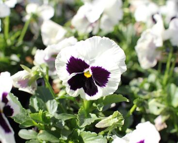 Violka, maceška zahradní 'Carneval White with Blotch'