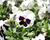 Violka, maceška zahradní 'Carneval White with Blotch'