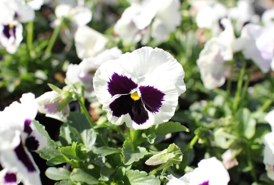 Violka, maceška zahradní 'Carneval White with Blotch' - Viola wittrockiana 'Carneval White with Blotch'