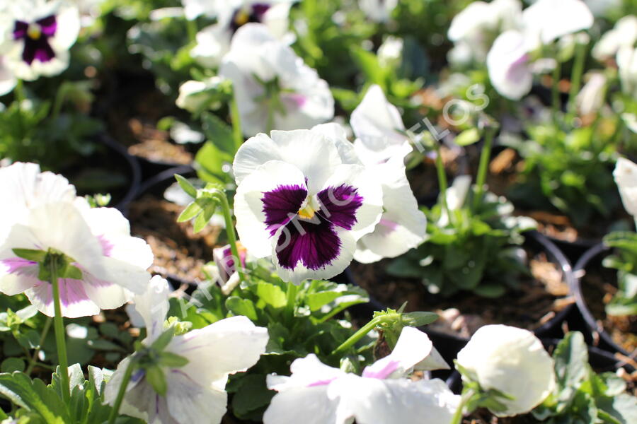 Violka, maceška zahradní 'Carneval White with Blotch' - Viola wittrockiana 'Carneval White with Blotch'