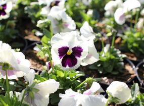 Violka, maceška zahradní 'Carneval White with Blotch' - Viola wittrockiana 'Carneval White with Blotch'