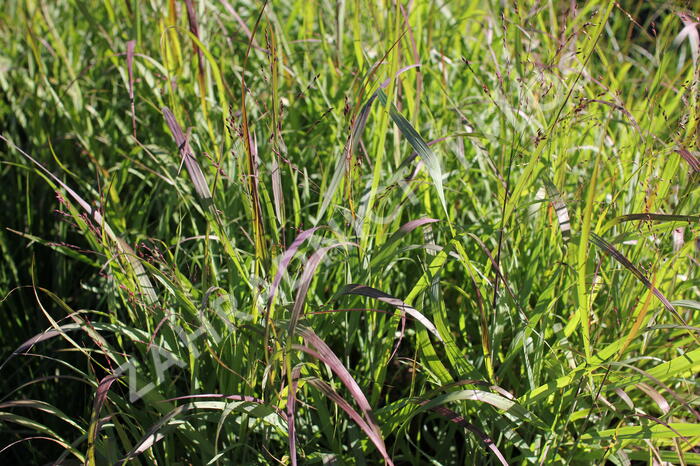 Proso 'Dewey Blue' - Panicum amarum 'Dewey Blue'
