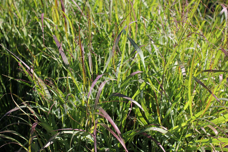 Proso 'Dewey Blue' - Panicum amarum 'Dewey Blue'