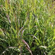 Proso 'Dewey Blue' - Panicum amarum 'Dewey Blue'