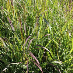 Proso 'Dewey Blue' - Panicum amarum 'Dewey Blue'