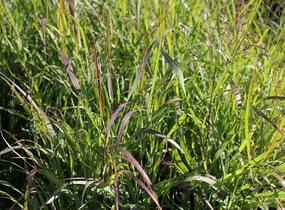 Proso 'Dewey Blue' - Panicum amarum 'Dewey Blue'