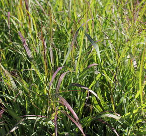 Proso 'Dewey Blue' - Panicum amarum 'Dewey Blue'