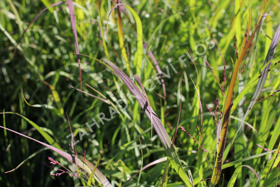 Proso 'Dewey Blue' - Panicum amarum 'Dewey Blue'