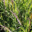 Proso 'Dewey Blue' - Panicum amarum 'Dewey Blue'