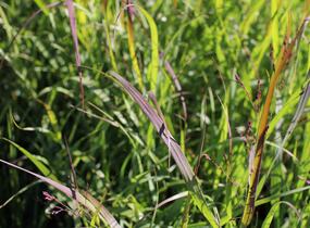 Proso 'Dewey Blue' - Panicum amarum 'Dewey Blue'