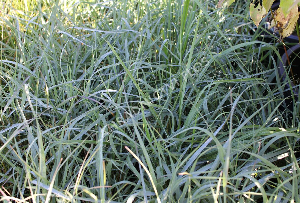 Proso prutnaté 'Prairie Sky' - Panicum virgatum 'Prairie Sky'