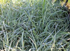 Proso prutnaté 'Prairie Sky' - Panicum virgatum 'Prairie Sky'