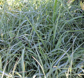 Proso prutnaté 'Prairie Sky' - Panicum virgatum 'Prairie Sky'