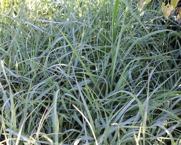 Proso prutnaté 'Prairie Sky'