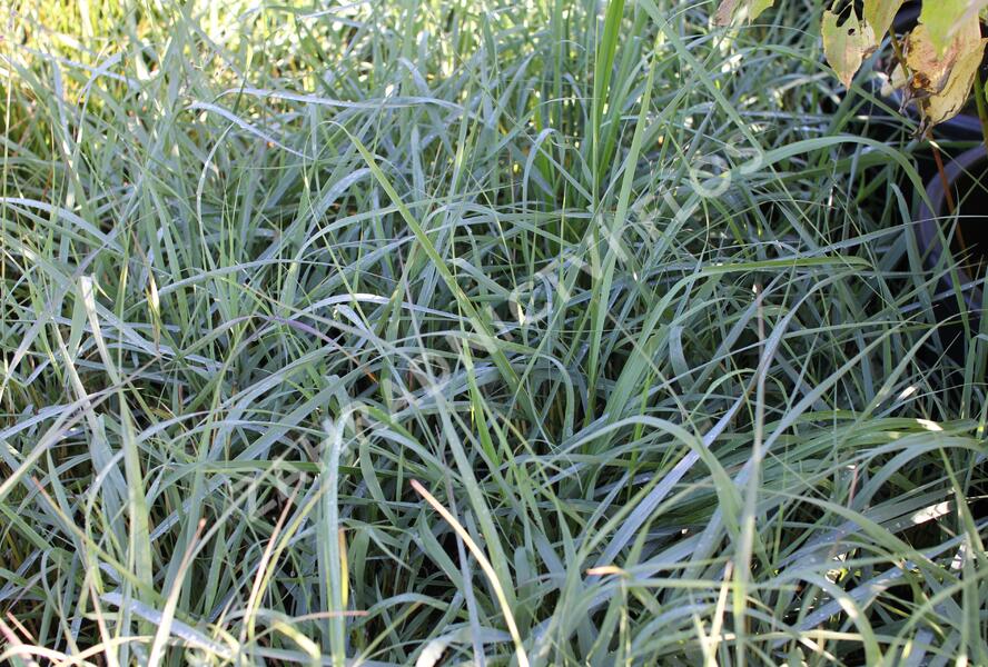 Proso prutnaté 'Prairie Sky' - Panicum virgatum 'Prairie Sky'