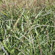 Proso prutnaté 'Squaw' - Panicum virgatum 'Squaw'