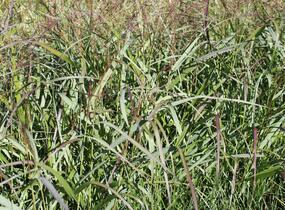 Proso prutnaté 'Squaw' - Panicum virgatum 'Squaw'