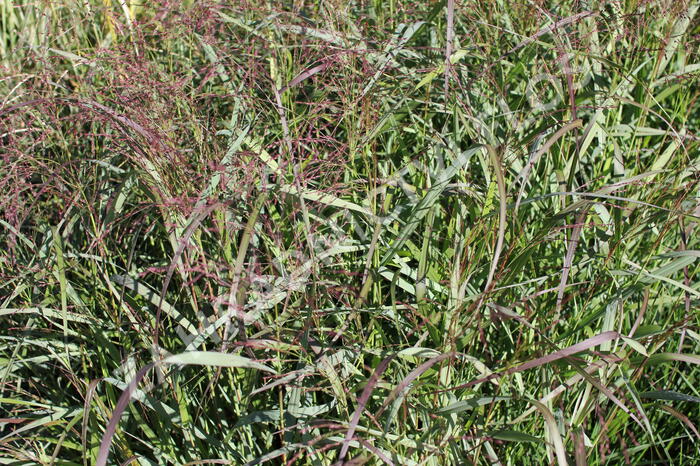 Proso prutnaté 'Squaw' - Panicum virgatum 'Squaw'