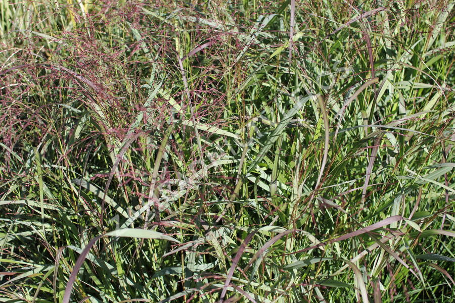 Proso prutnaté 'Squaw' - Panicum virgatum 'Squaw'