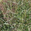 Proso prutnaté 'Squaw' - Panicum virgatum 'Squaw'