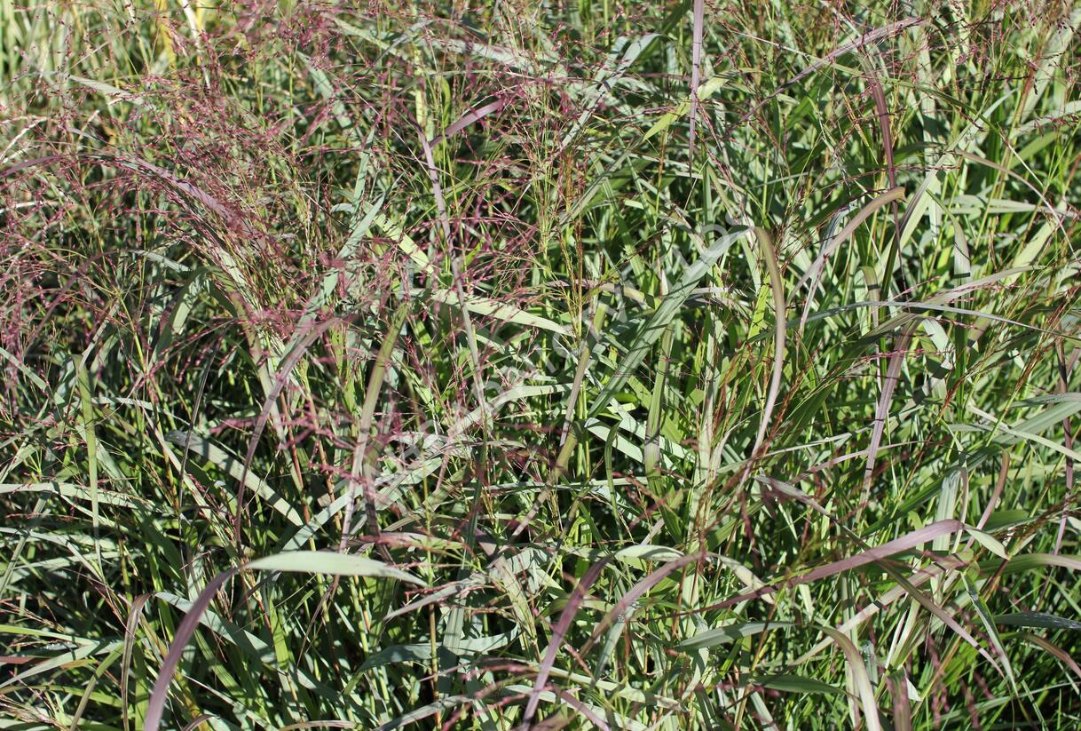 Proso prutnaté 'Squaw' - Panicum virgatum 'Squaw'