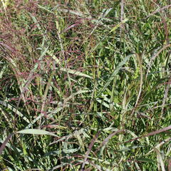 Proso prutnaté 'Squaw' - Panicum virgatum 'Squaw'