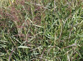 Proso prutnaté 'Squaw' - Panicum virgatum 'Squaw'