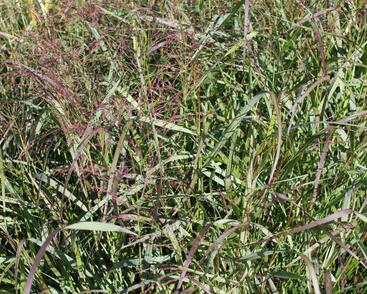 Proso prutnaté 'Squaw'