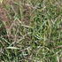 Panicum virgatum 'Squaw'.JPG