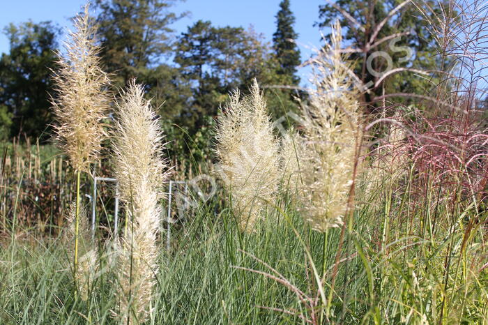 Pampová tráva 'Esperanta' - Cortaderia selloana 'Esperanta'
