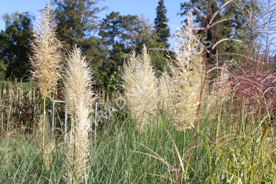 Pampová tráva 'Esperanta' - Cortaderia selloana 'Esperanta'