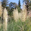 Pampová tráva 'Esperanta' - Cortaderia selloana 'Esperanta'