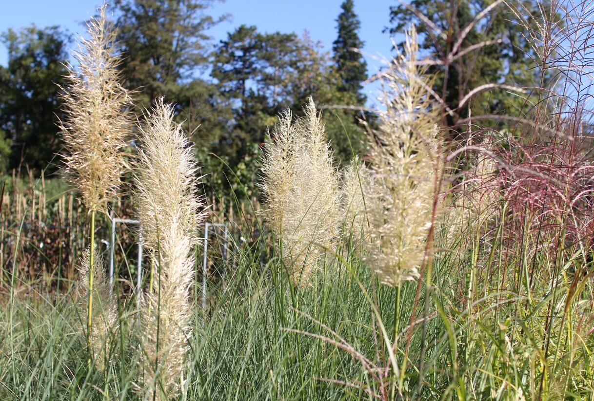 Pampová tráva 'Esperanta' - Cortaderia selloana 'Esperanta'