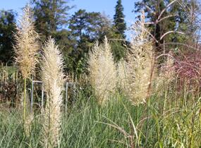 Pampová tráva 'Esperanta' - Cortaderia selloana 'Esperanta'