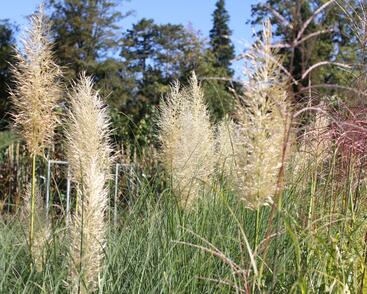 Pampová tráva 'Esperanta'