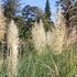 Cortaderia selloana 'Esperanta'.JPG