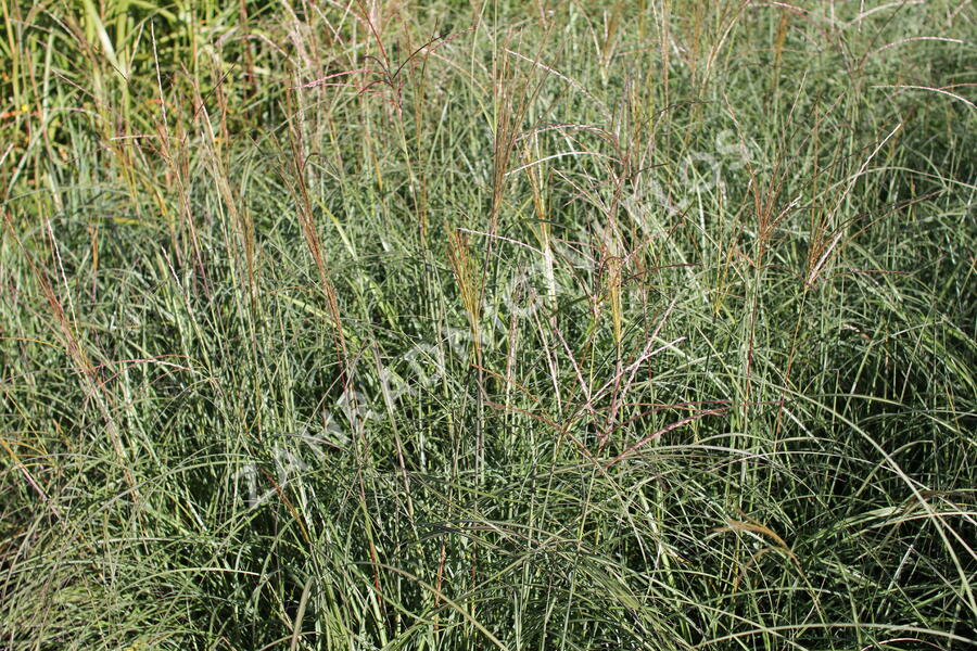 Ozdobnice čínská 'Adagio' - Miscanthus sinensis 'Adagio'