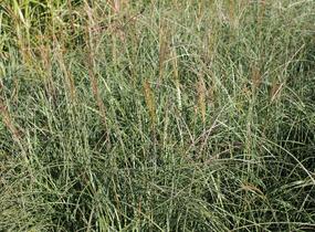 Ozdobnice čínská 'Adagio' - Miscanthus sinensis 'Adagio'