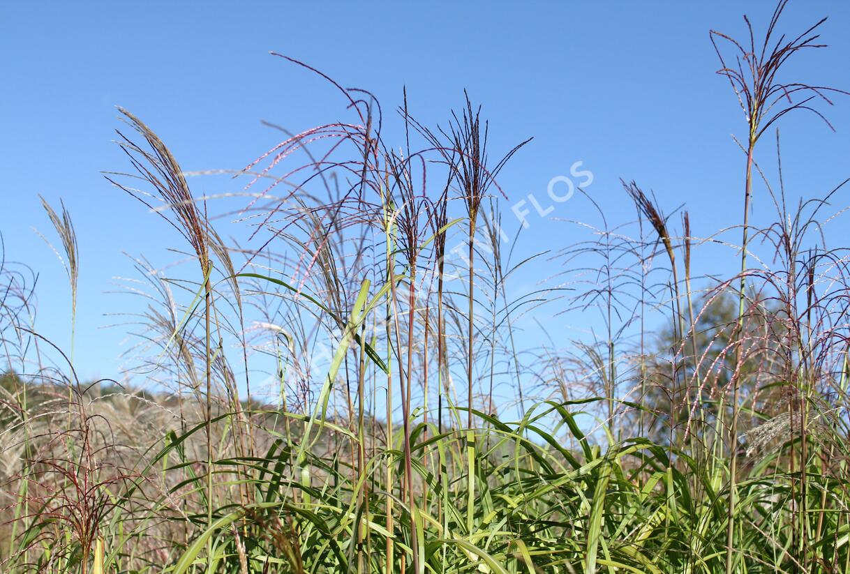 Ozdobnice čínská 'David' - Miscanthus sinensis 'David'