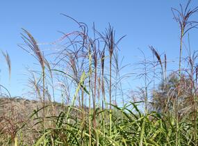 Ozdobnice čínská 'David' - Miscanthus sinensis 'David'