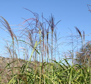 Ozdobnice čínská 'David' - Miscanthus sinensis 'David'