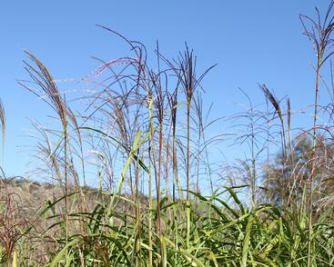Ozdobnice čínská 'David'