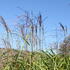 Miscanthus sinensis 'David'.JPG