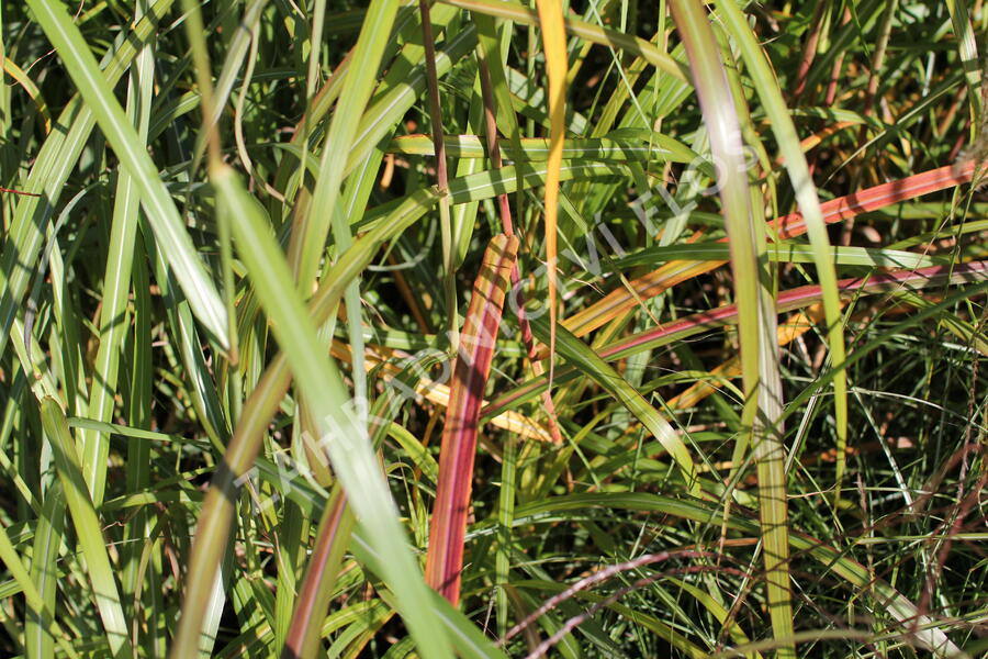 Ozdobnice čínská 'David' - Miscanthus sinensis 'David'