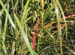 Ozdobnice čínská 'David' - Miscanthus sinensis 'David'