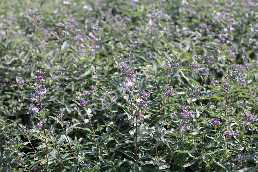 Ořechokřídlec clandonský 'Stephi' - Caryopteris clandonensis 'Stephi'