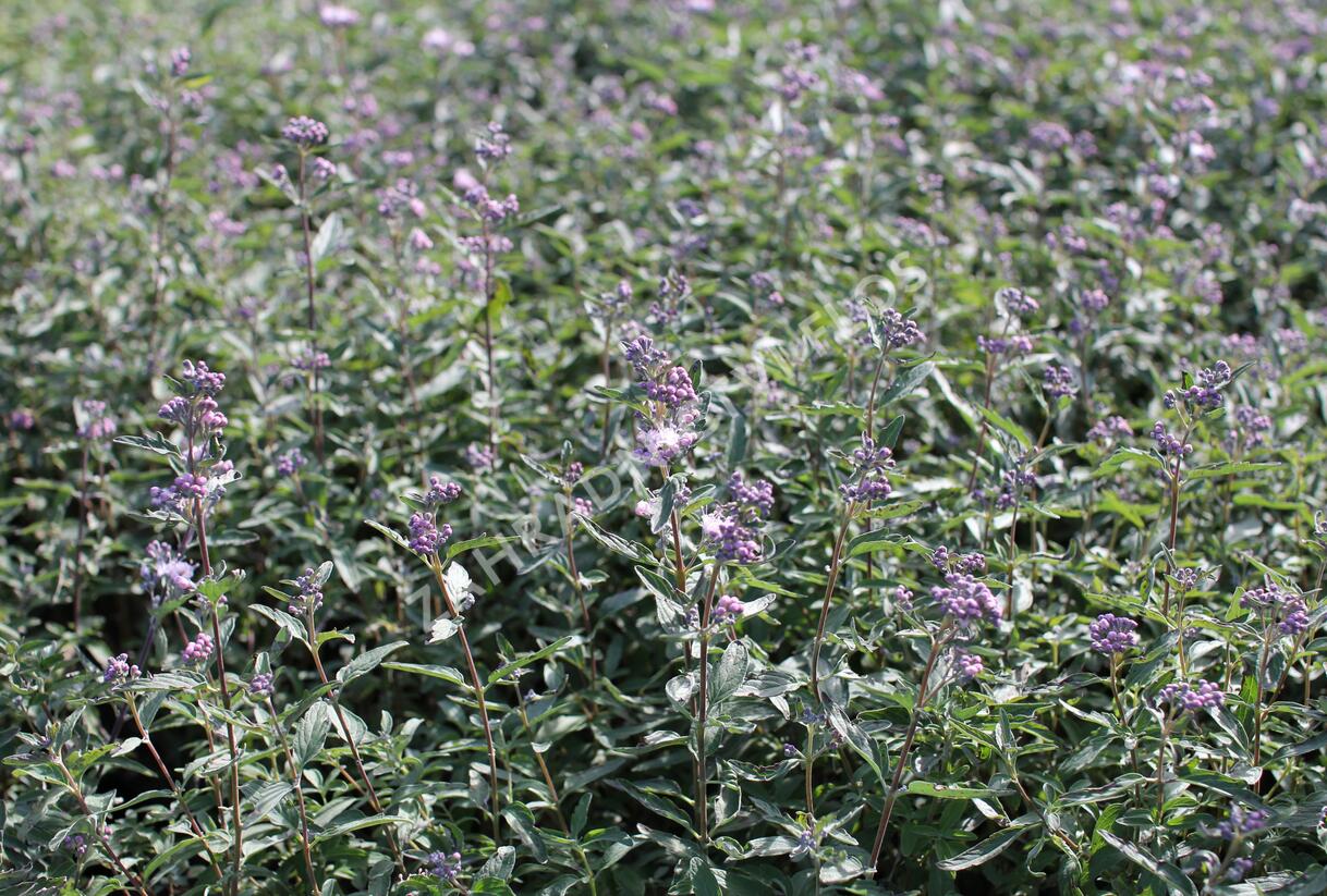 Ořechokřídlec clandonský 'Stephi' - Caryopteris clandonensis 'Stephi'